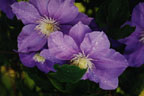 clematis