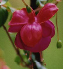 fuschia