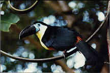 toucan